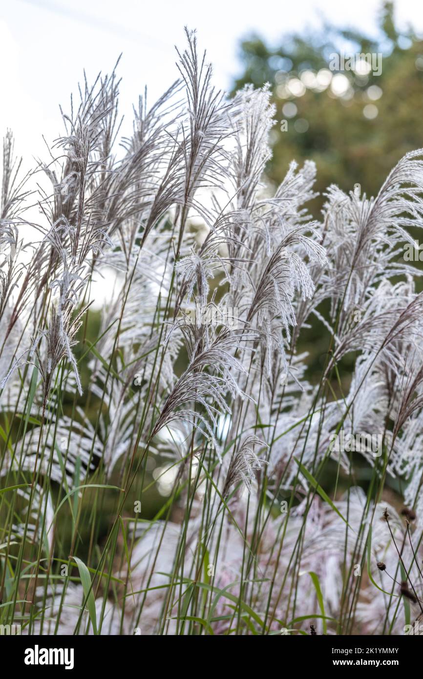 Ornamental grass Miscanthus sinensis 'Nishidake' - silvery-white, feathery flowers held high over foliage Stock Photo