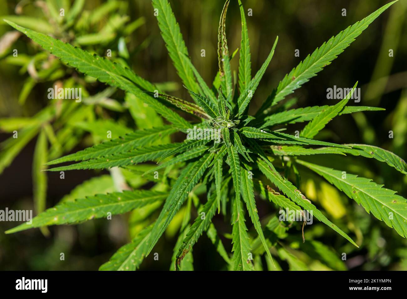 Chanvre hi-res stock photography and images - Alamy