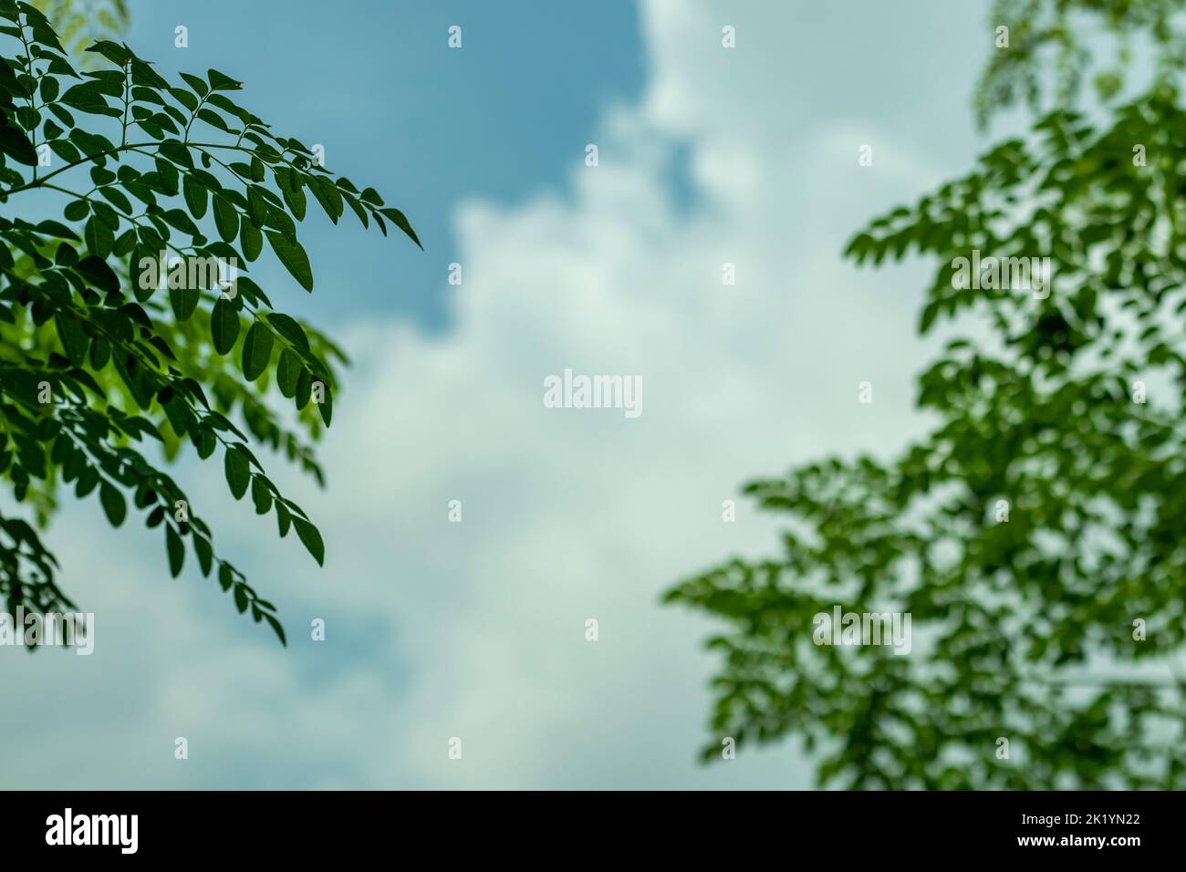 Green leaves pattern with blurred blue sky and white cloud background. White cloud blue sky among leaves trees, nature blue sunny day cloudy Stock Photo