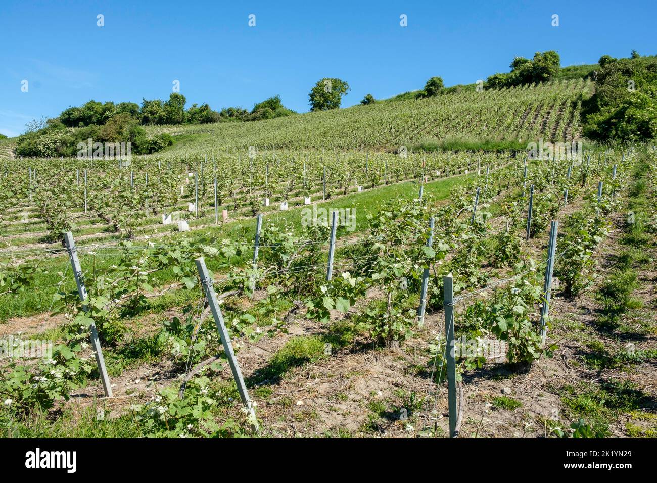 Les coteaux et les vignes de Champagne sont repartis sur la majeure