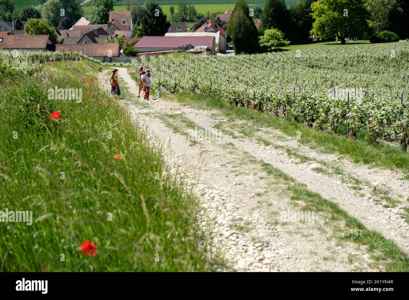 Les coteaux et les vignes de Champagne sont repartis sur la majeure