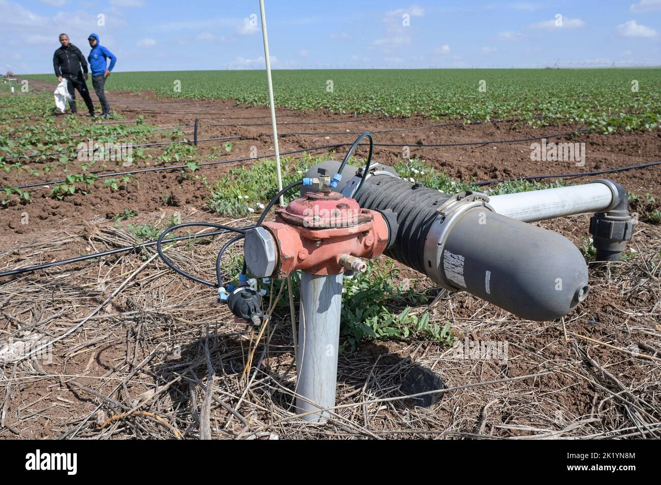 ISRAEL, kibbutz farm, laying of hose for drip irrigation with recycled waste water from treatment plant / Kibutz Farm, Verlegen von Schläuchen für Tröpfchenbewässerung mit aufbereitetem Schmutzwasser aus einem Klärwerk Stock Photo