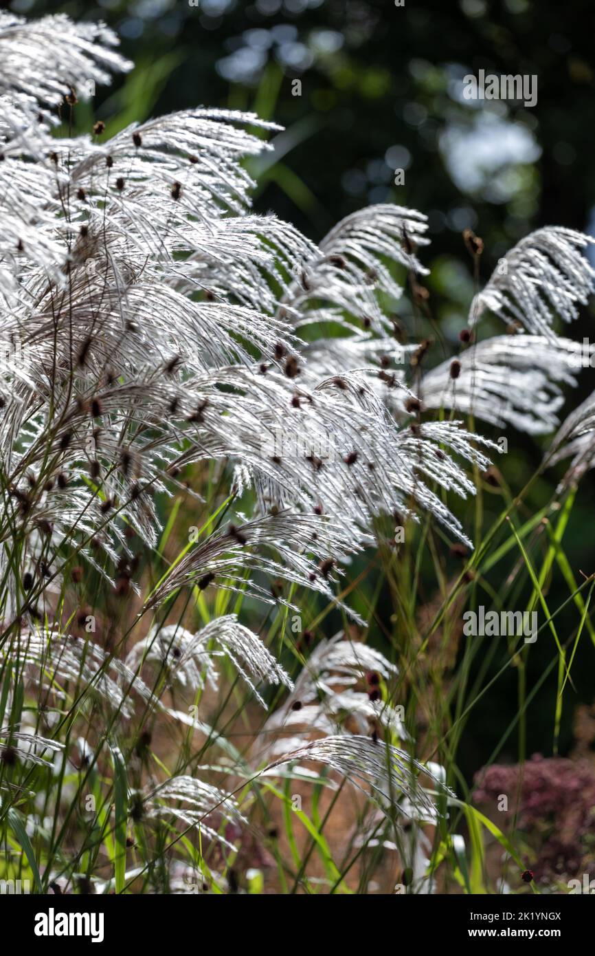 Ornamental grass Miscanthus sinensis 'Nishidake' - silvery-white, feathery flowers held high over foliage Stock Photo