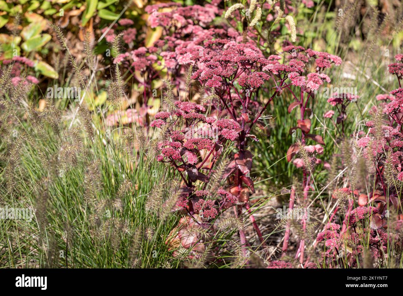 Pennisetum alopecuroides 'Piglet' with Hylotelephium telephium (Atropurpureum Group) 'Purple Emperor', late summer flowering planting combination Stock Photo