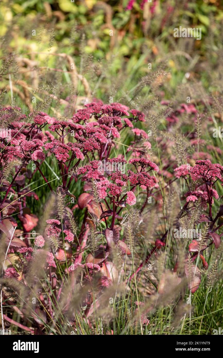 Pennisetum alopecuroides 'Piglet' with Hylotelephium telephium (Atropurpureum Group) 'Purple Emperor', late summer flowering planting combination Stock Photo