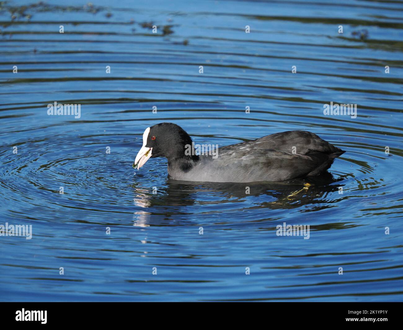 In Autumn Coots will feed more collectively, although any resident birds may be open to an aggressive outburst. Stock Photo