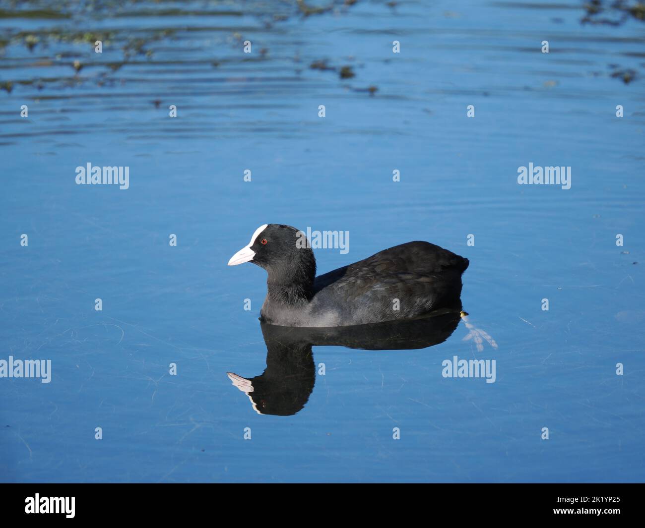 In Autumn Coots will feed more collectively, although any resident birds may be open to an aggressive outburst. Stock Photo
