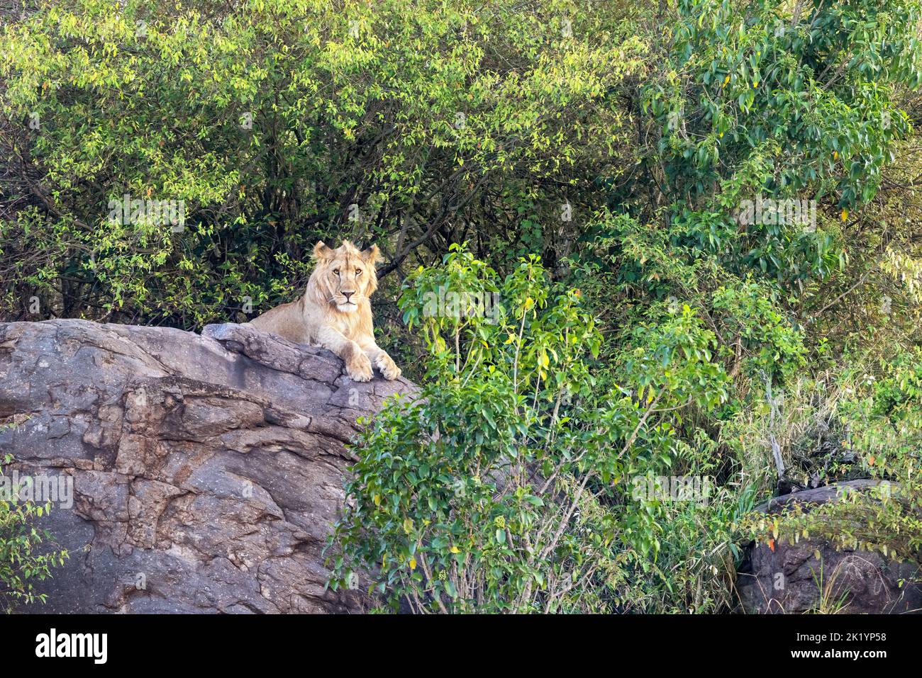 A juvenile male lion, panthera leo, on a rocky outcrop on the Masai Mara, Serengeti border. This cat has taken a high vantage point to watch for prey. Stock Photo