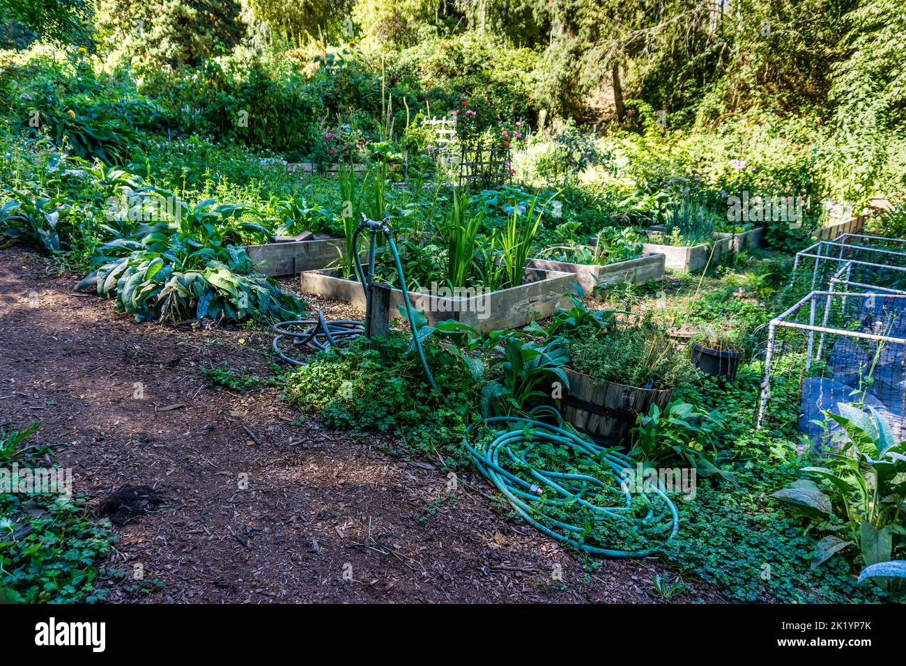 Large vibrant community garden pea patch in Seattle, Washington. Stock Photo