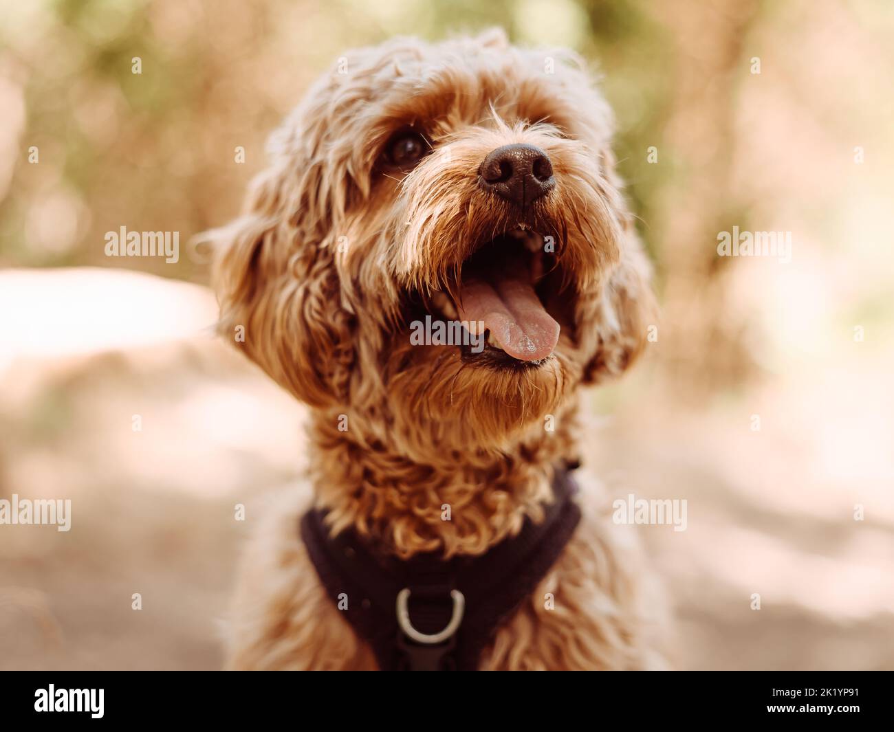 Cavapoo dog wearing black harness sitting steady with tongue out, looking to left side. Female dog with curly fur sitting in the woods. Stock Photo