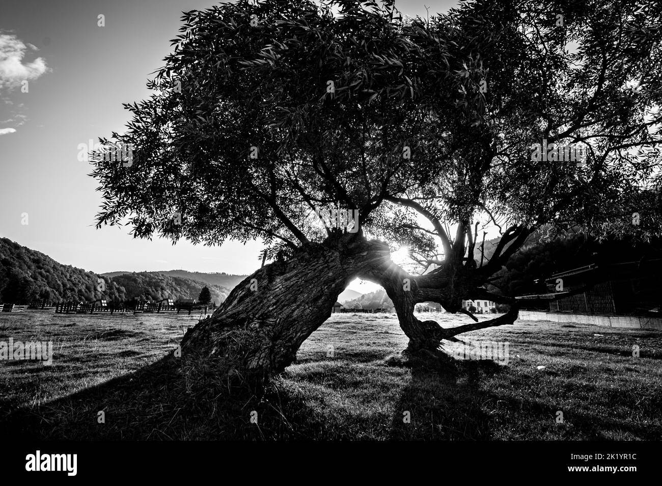 Nature tree park background Black and White Stock Photos & Images - Alamy