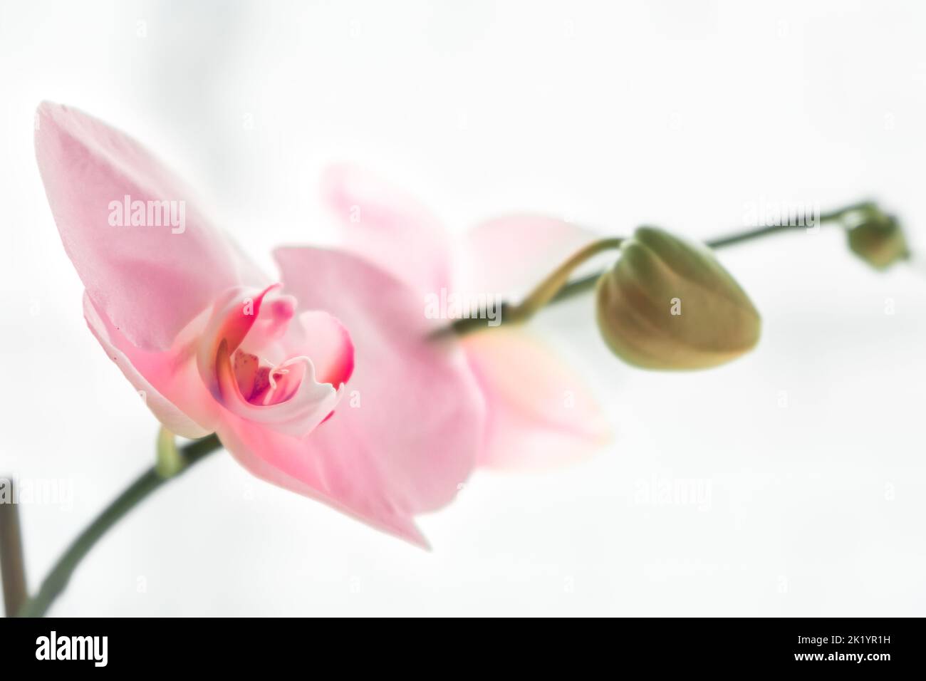 A closeup of a pink orchid isolated on white background Stock Photo - Alamy