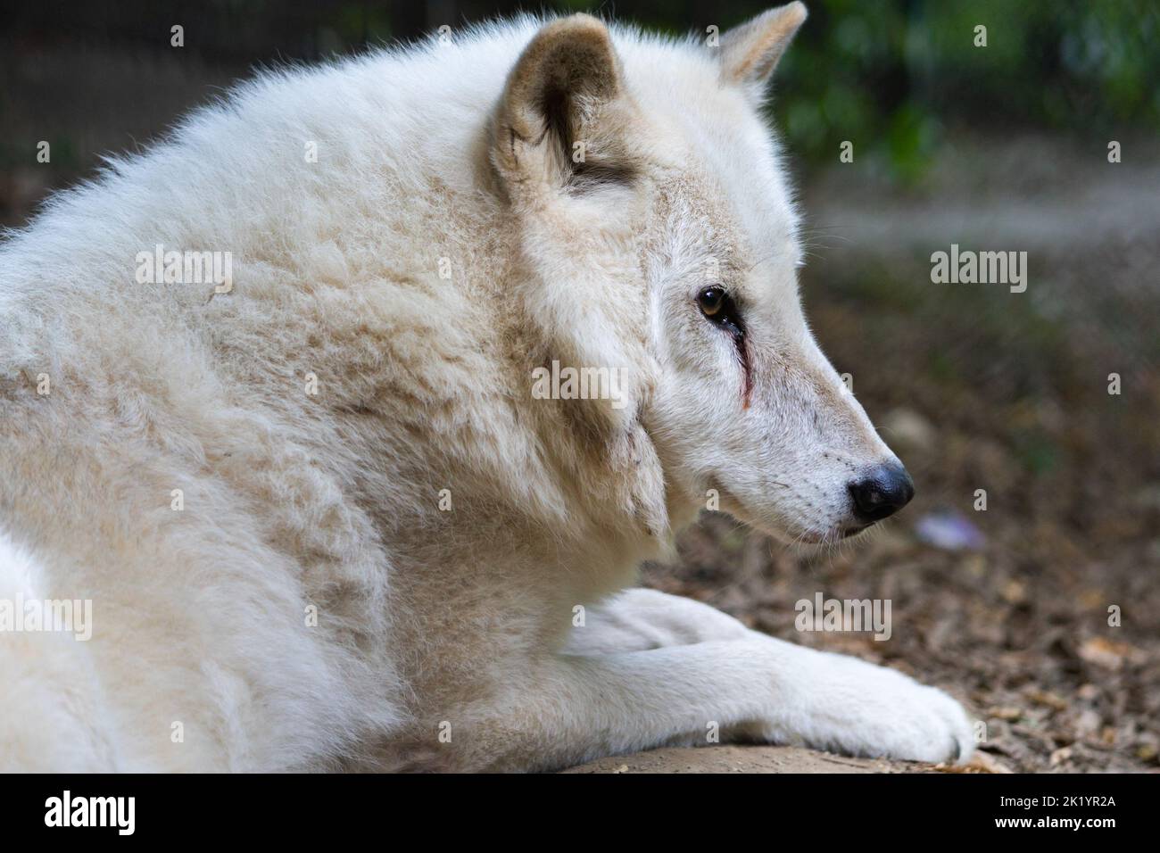 A closeup portrait of a beautiful white wolf sitting on a ground Stock Photo