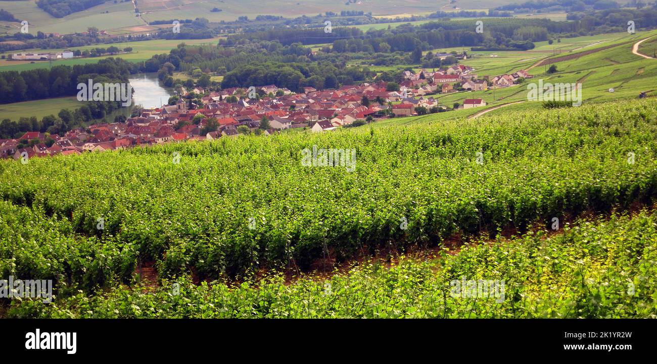 champagne vineyards, Cumieres, Marne, Champagne-Ardennes, France Stock Photo