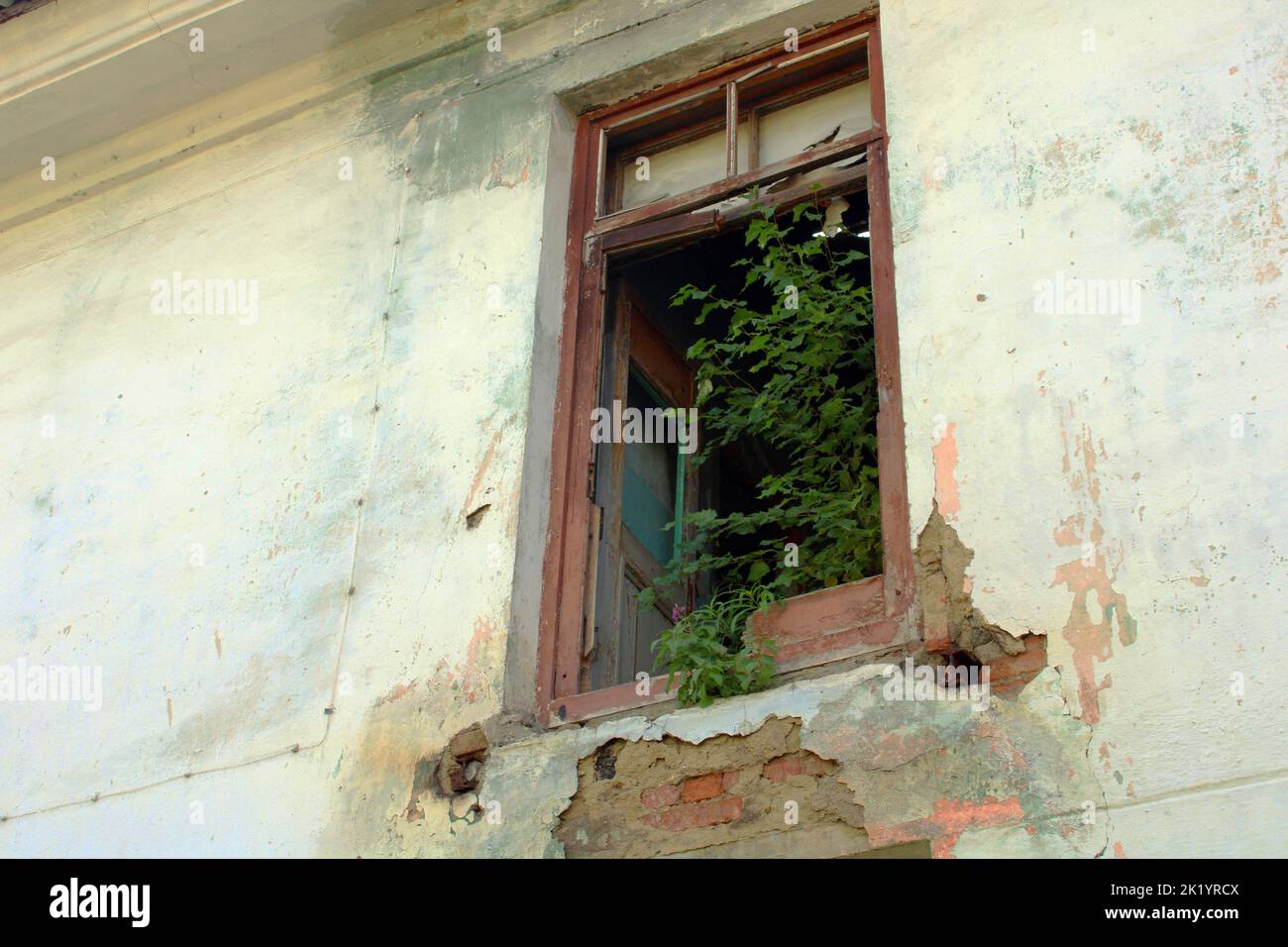 A green tree in a broken window growing inside a ruined building. Stock Photo
