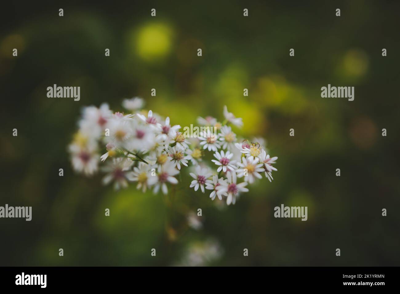 A selective focus of Calico asters with blurred background of bokeh lights Stock Photo