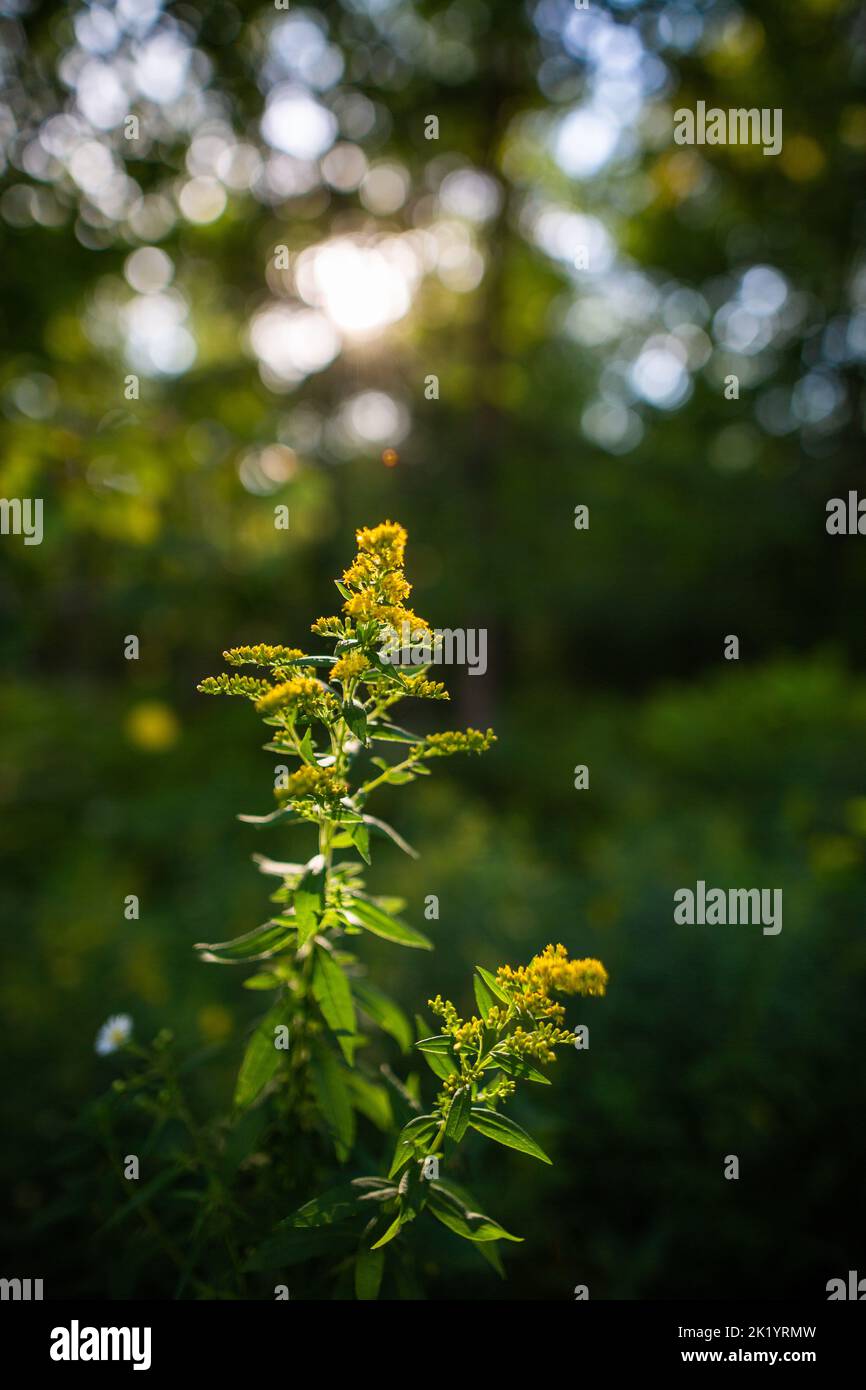 A vertical shot of the Giant goldenrod plant with blurred background of greenery Stock Photo