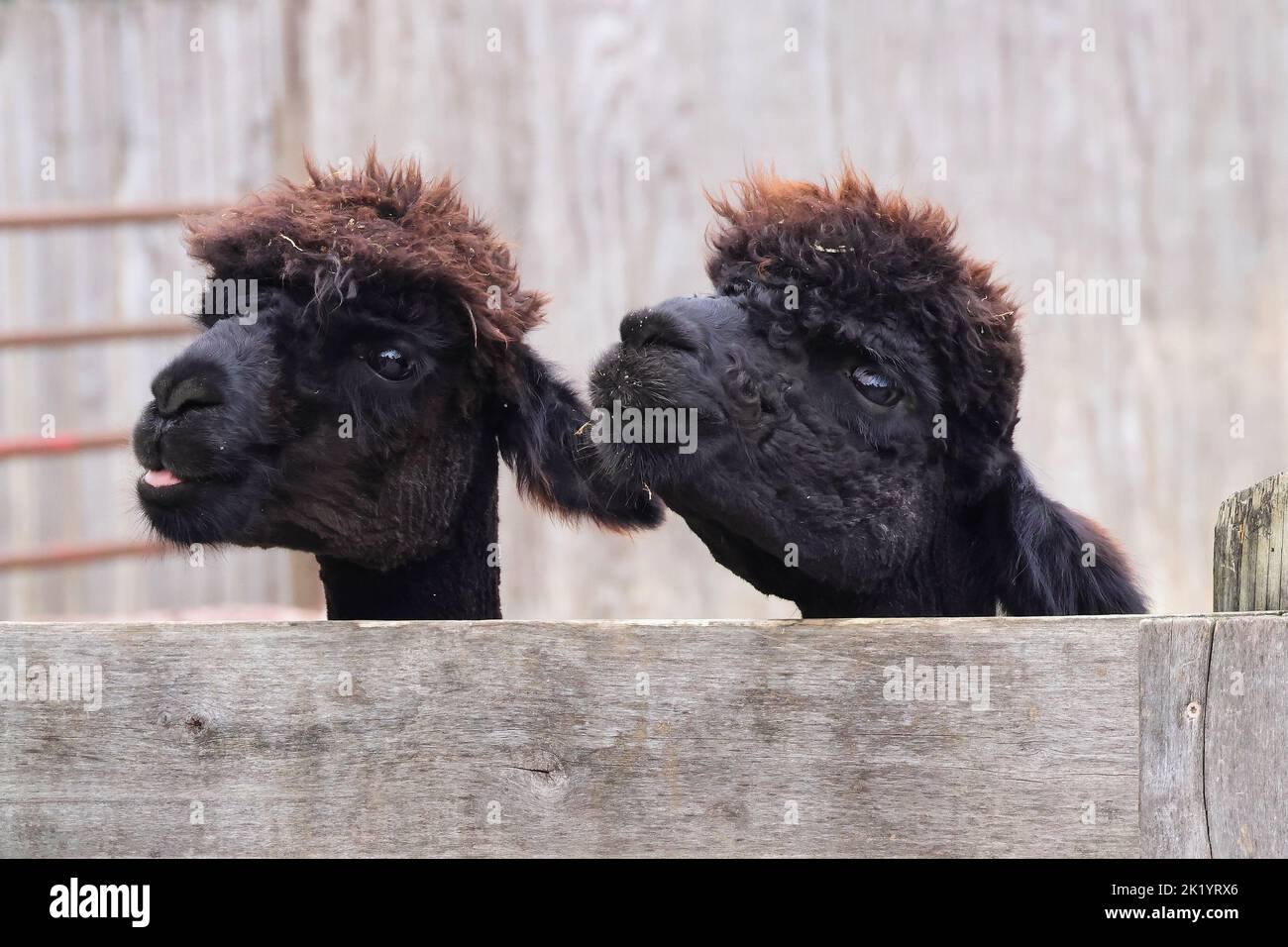 A Pair of cute black baby lamas in Hebron, KY at the petting area of the Creation Museum Stock Photo
