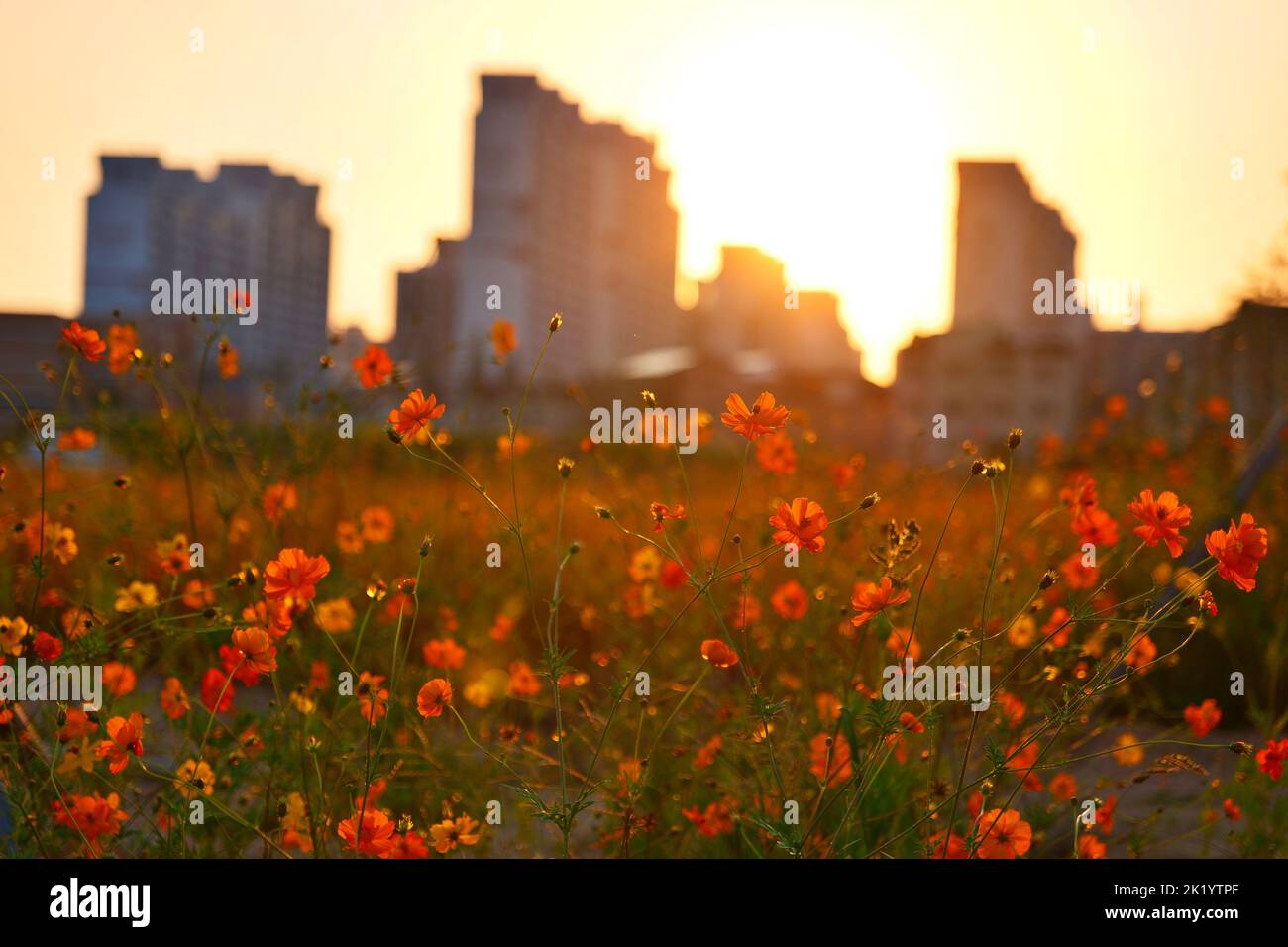 Beautiful cosmos flower sunrise hi-res stock photography and images - Alamy