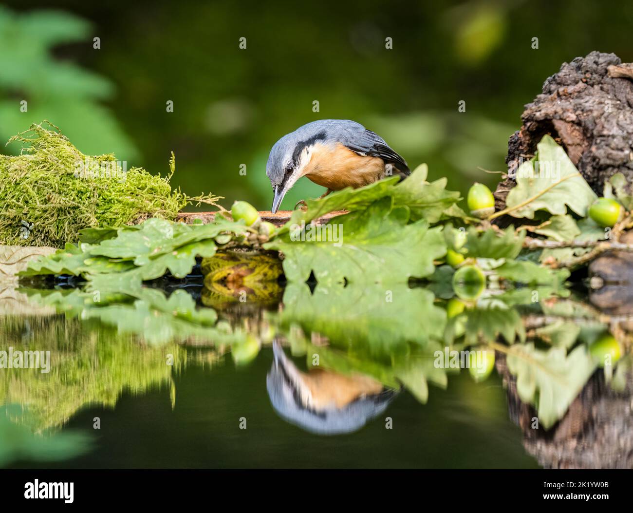 European nuthatch with acorns and oak leaves in autumn in mid Wales Stock Photo