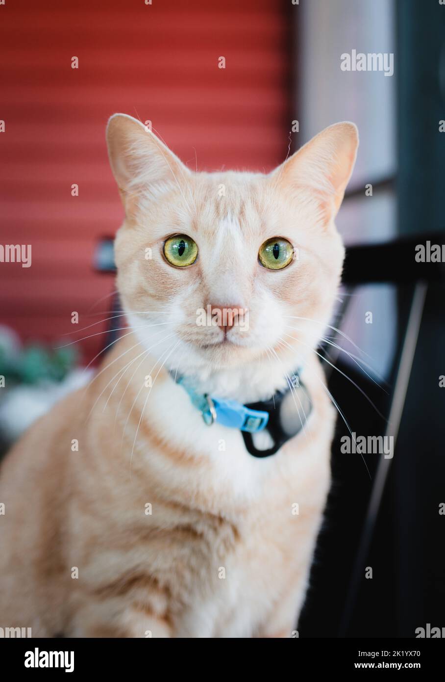 Close up of the face of a tabby cat with bright green eyes. Stock Photo