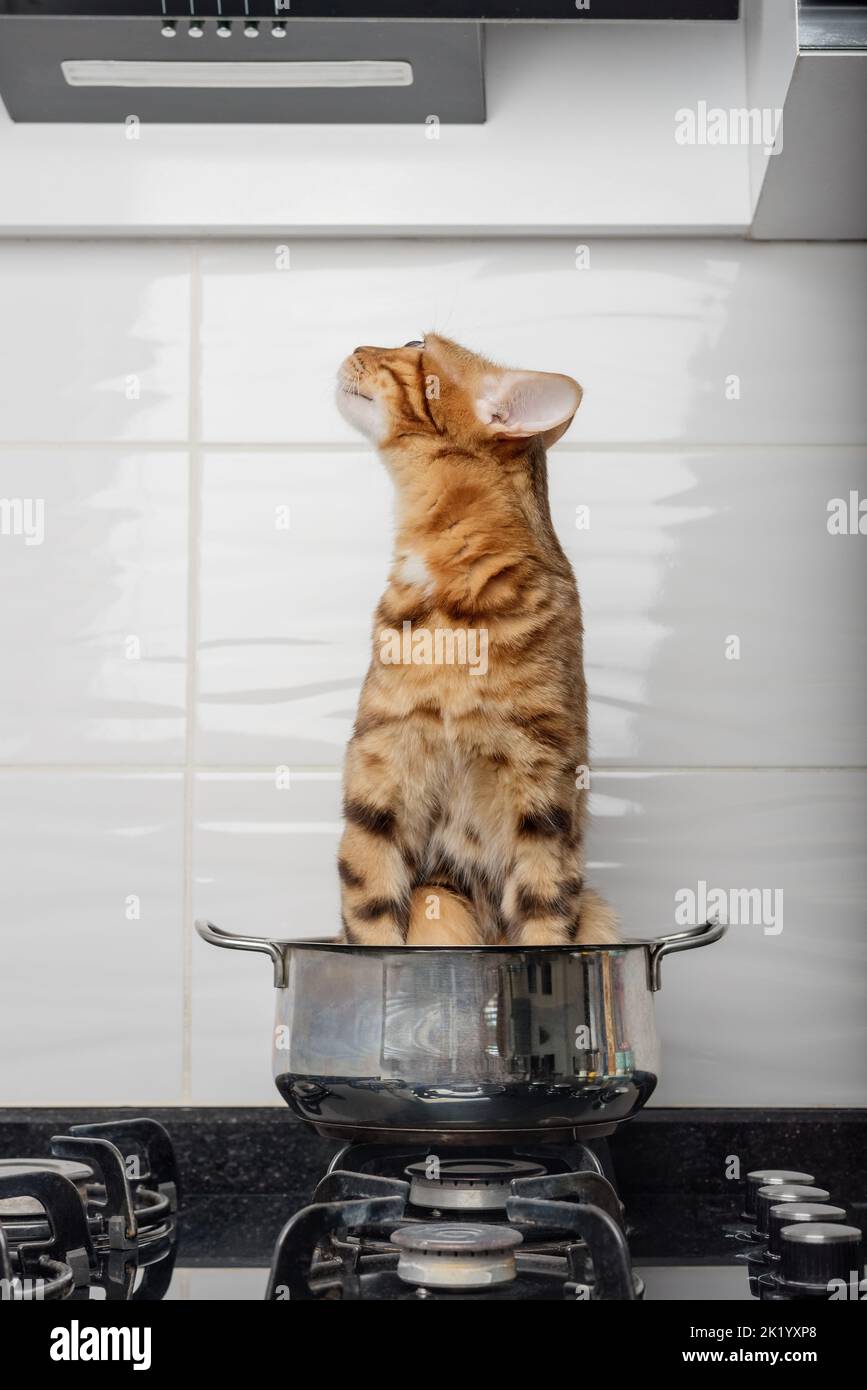 Cat in cooking pot hires stock photography and images Alamy