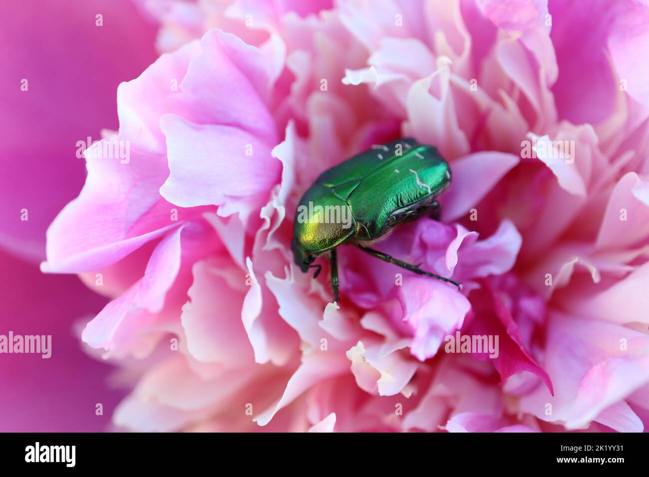 Green beetle Cetonia Aurata on pink  peony in the garden , green beetle macro, insect on flower, fauna, wildlife insect, beauty in nature, macro photo Stock Photo