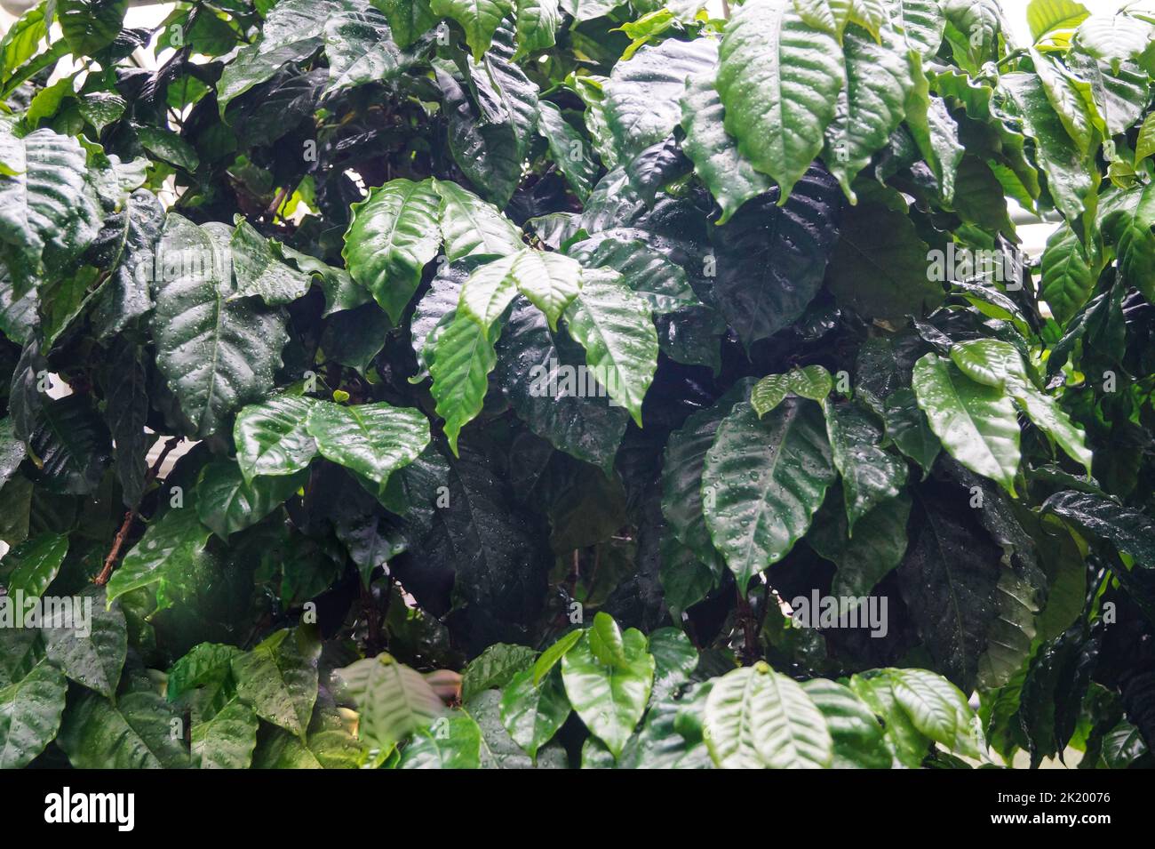 Ethiopian coffee tree hires stock photography and images Alamy