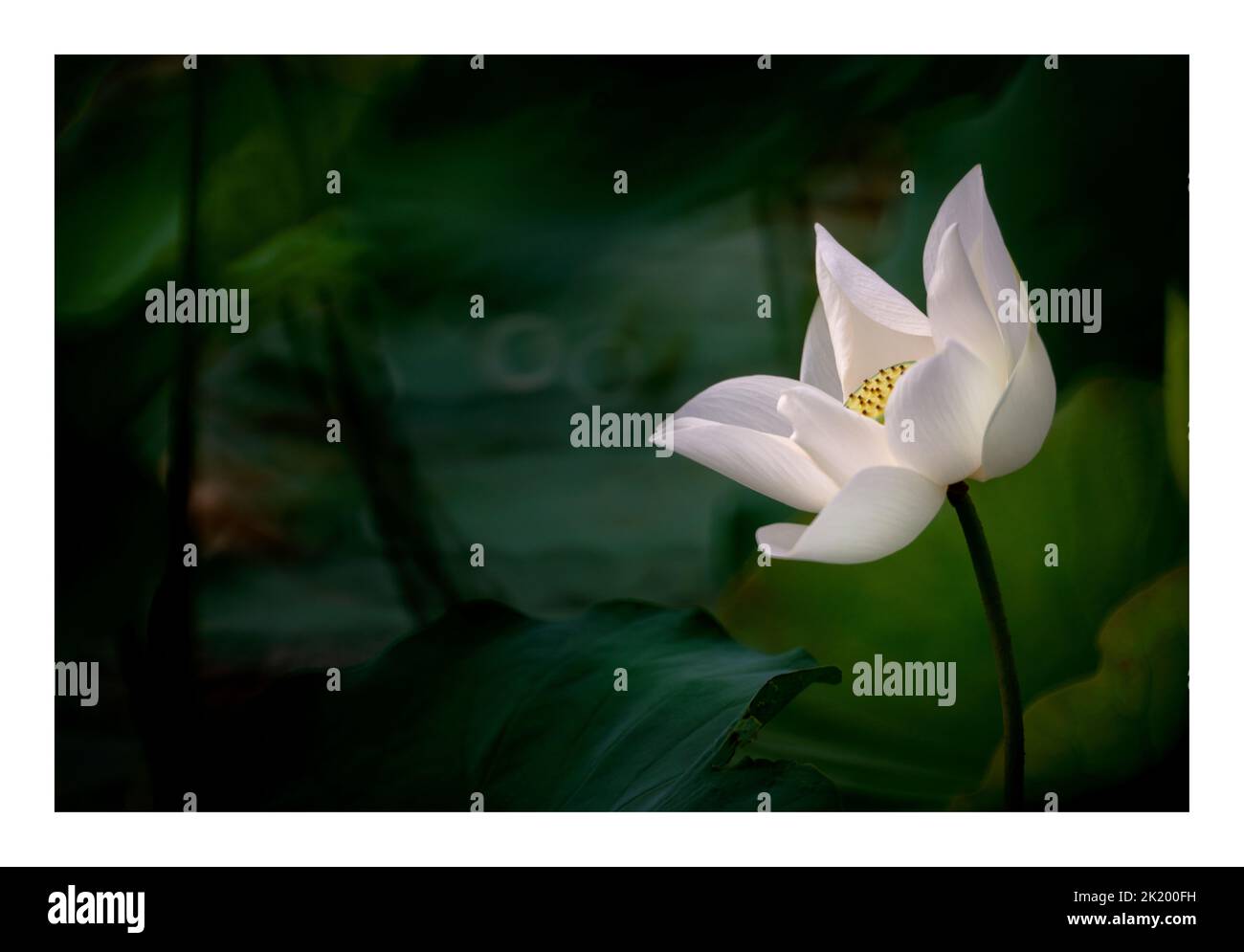 Lotus flower in full bloom in the lake Stock Photo