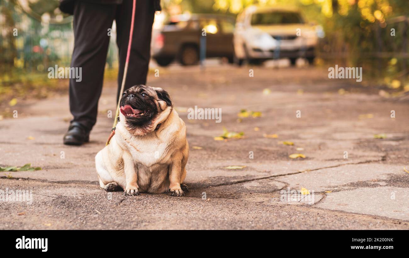 A pug dog on a leash with an open mouth and a protruding tongue on a walk with the owner Stock Photo