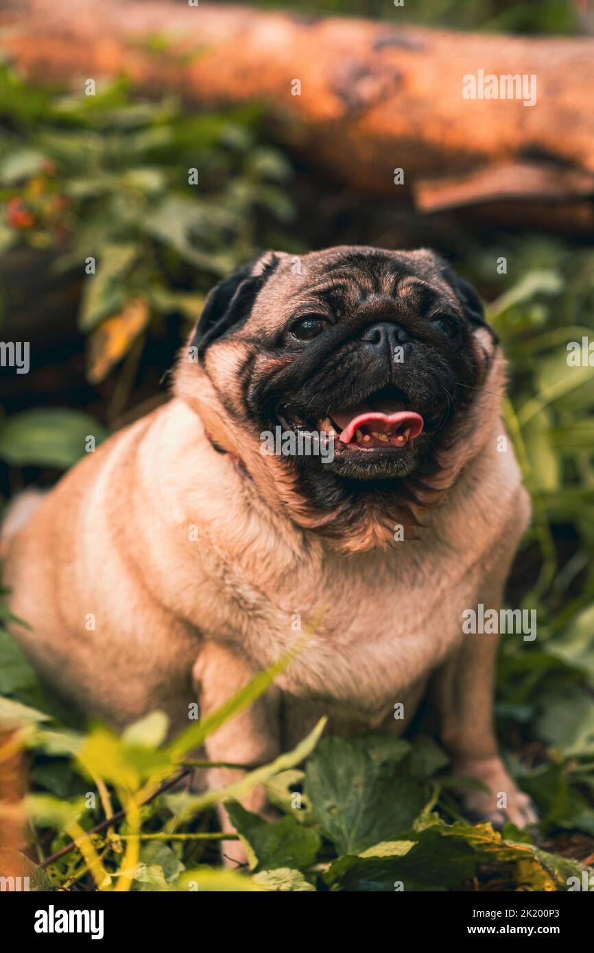 Pug dog with an open mouth and his tongue sticking out and sitting in the grass of the forest on a sunny day Stock Photo