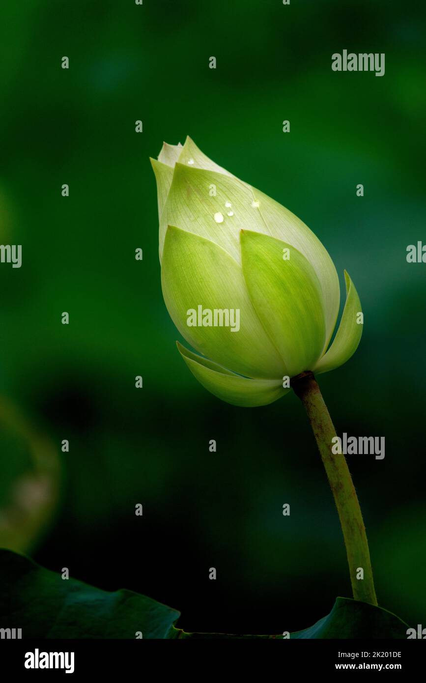 Close-up lotus flower bud with blur background Stock Photo