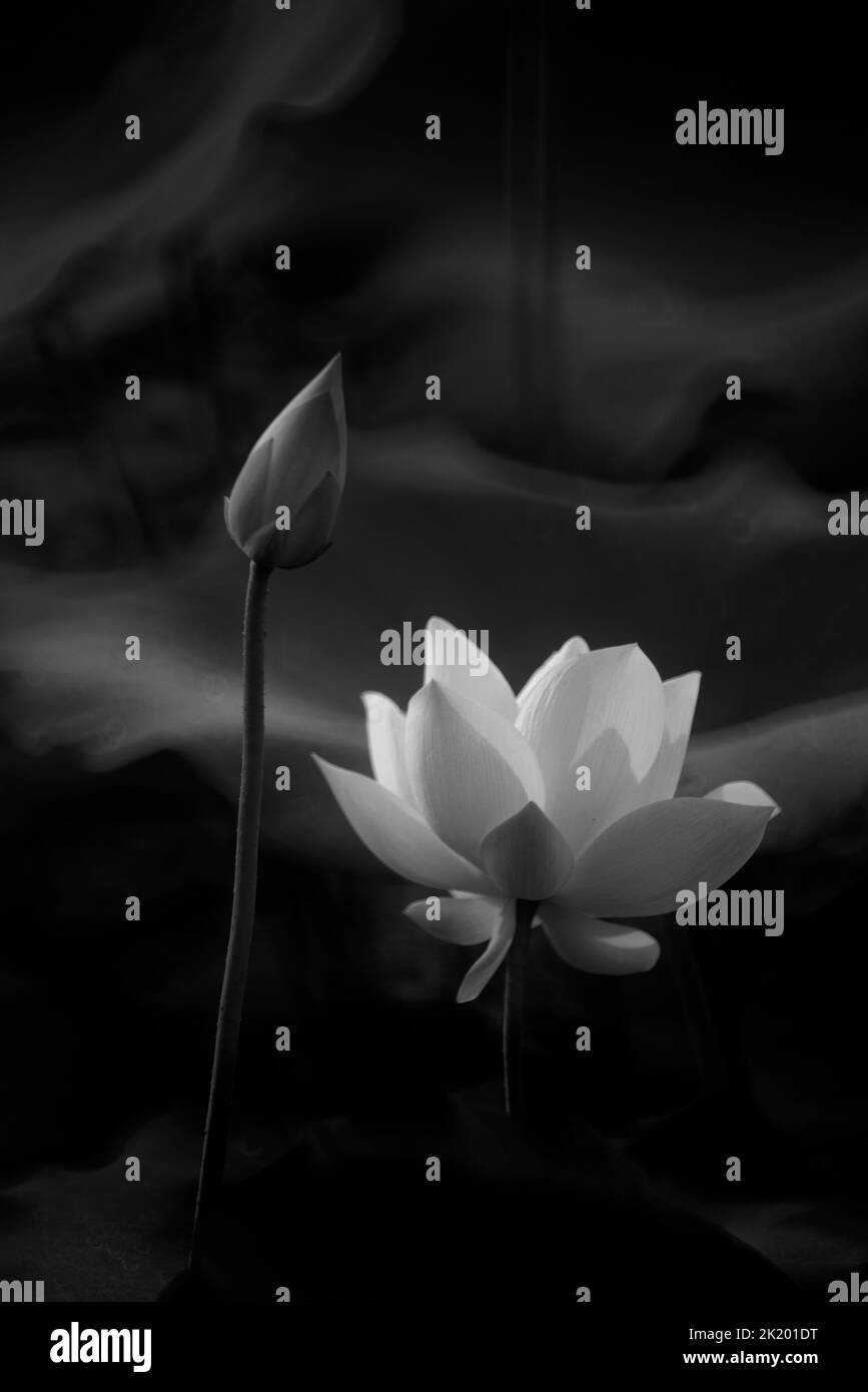 Full calm Black and White Stock Photos Images Alamy