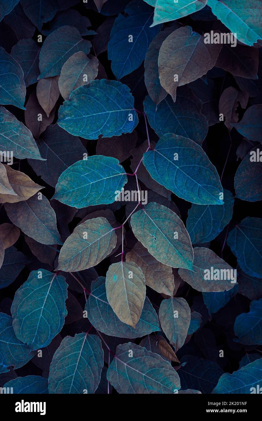 blue plant leaves in the nature in fall season, blue background Stock