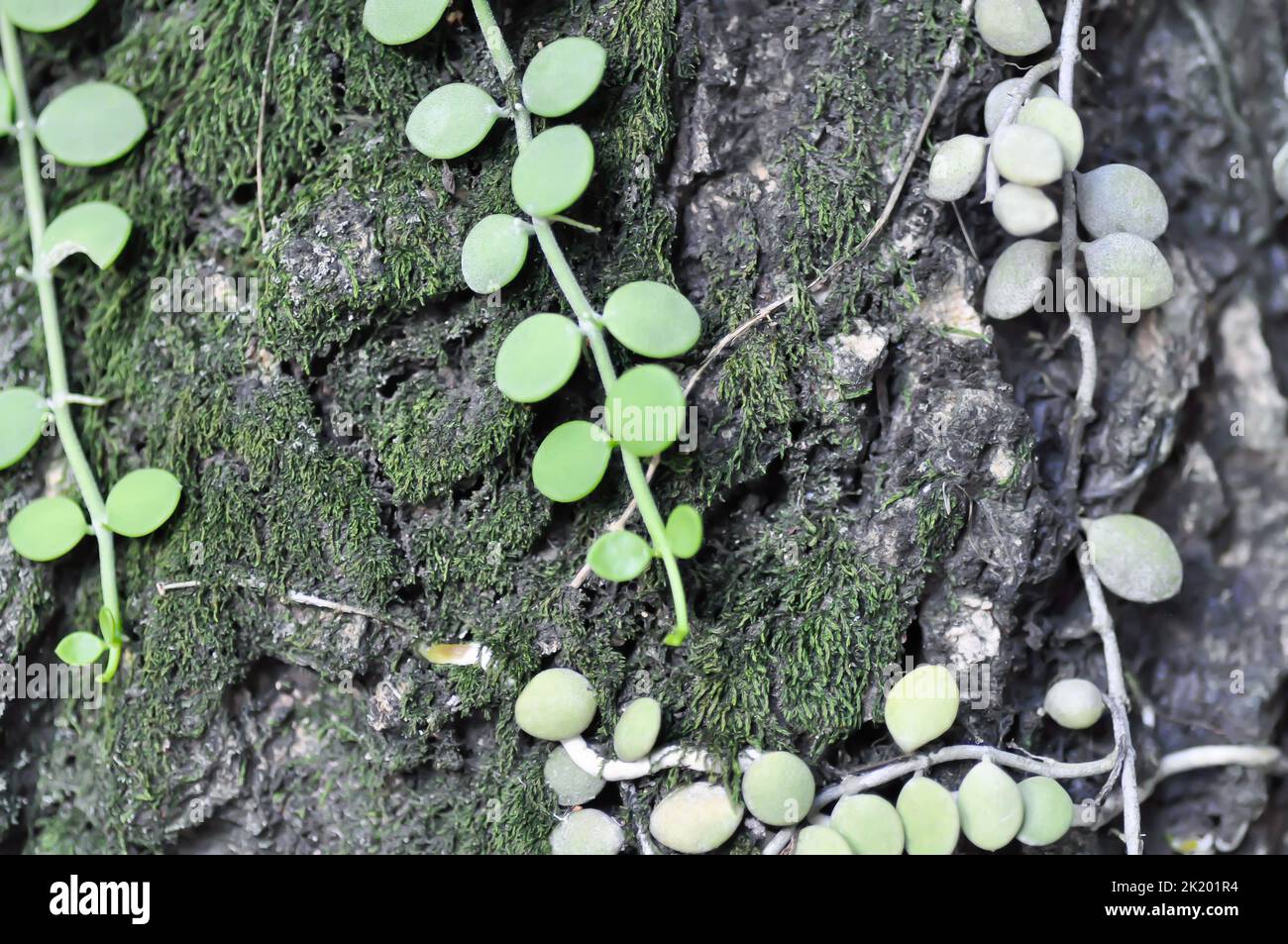 Dischidia nummularia Variegata and Monosolenium tenerum on the tree Stock Photo