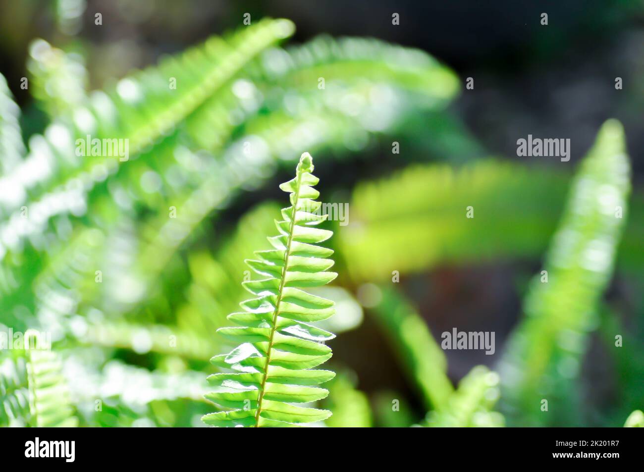 Staghorn fern house hi-res stock photography and images - Alamy