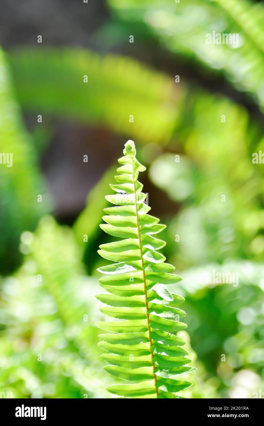 Staghorn fern house hi-res stock photography and images - Alamy