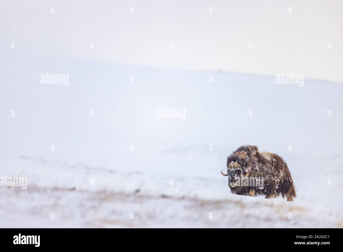 Musk Ox in Winter Stock Photo