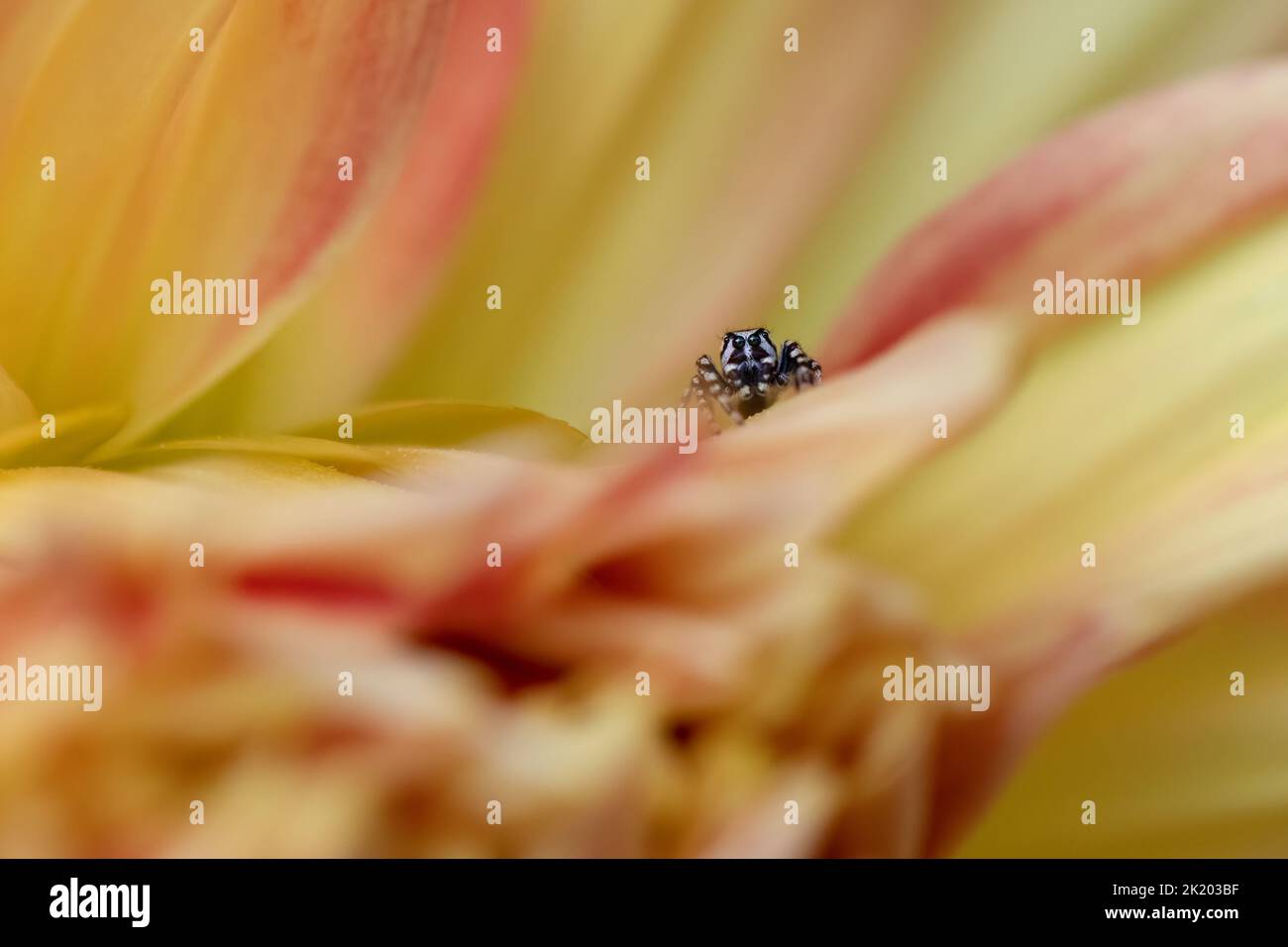 White cheeked jumping spider hi-res stock photography and images - Alamy