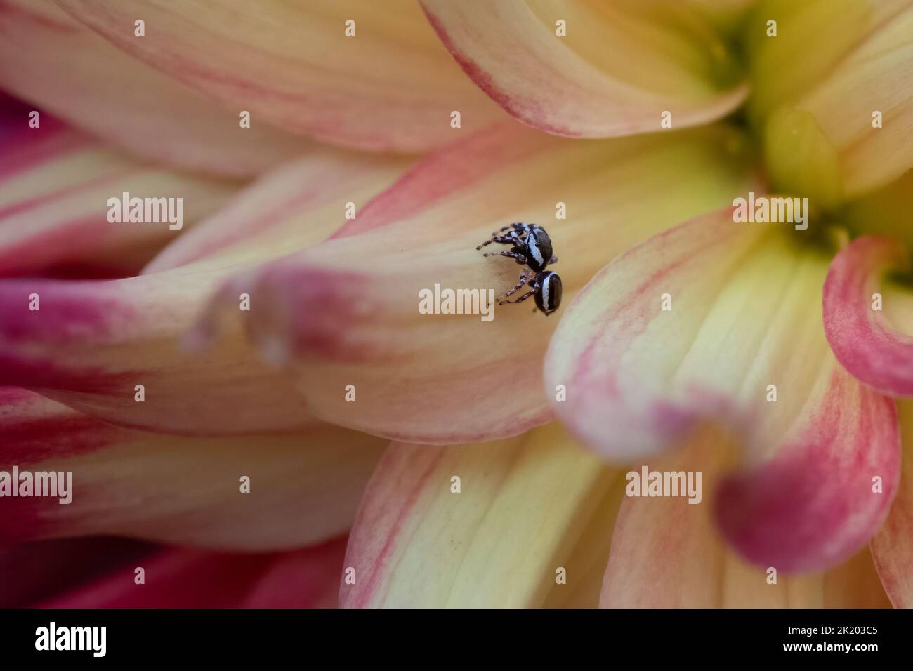 White-cheeked jumping spider Stock Photo - Alamy