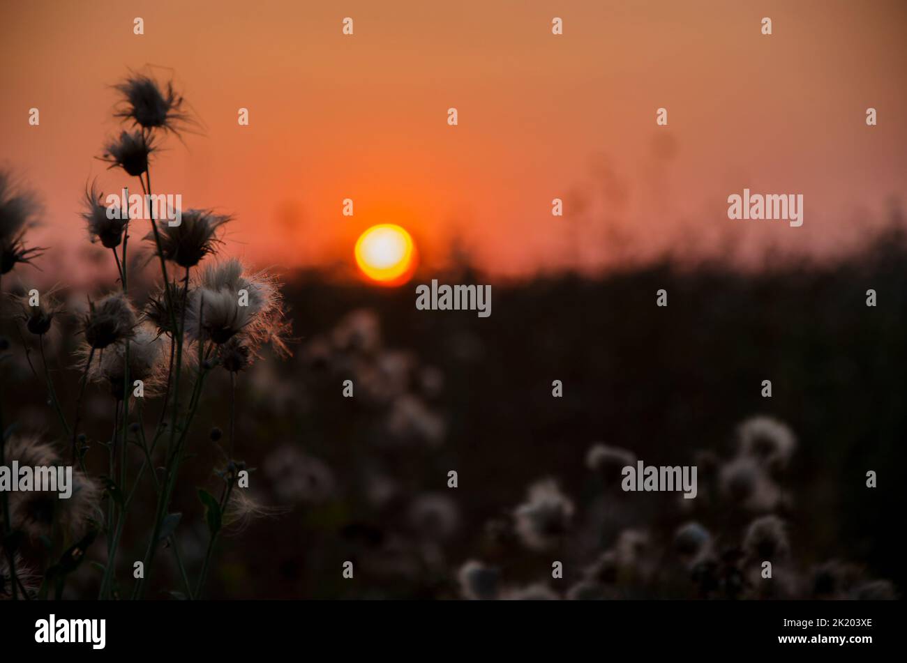 Dry grass blowballs on evening sunset background Stock Photo
