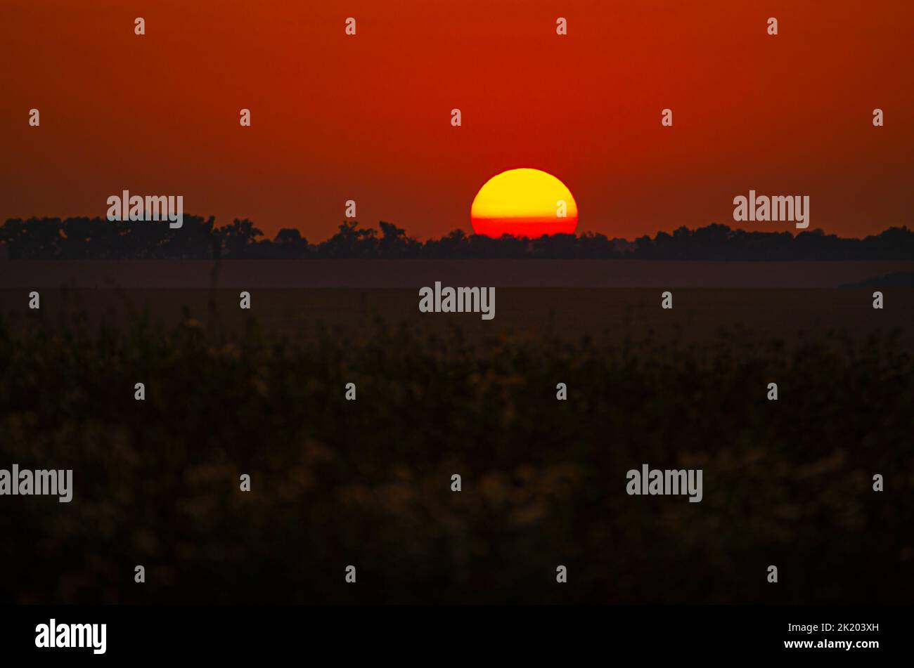 Dry grass blowballs on evening sunset background Stock Photo