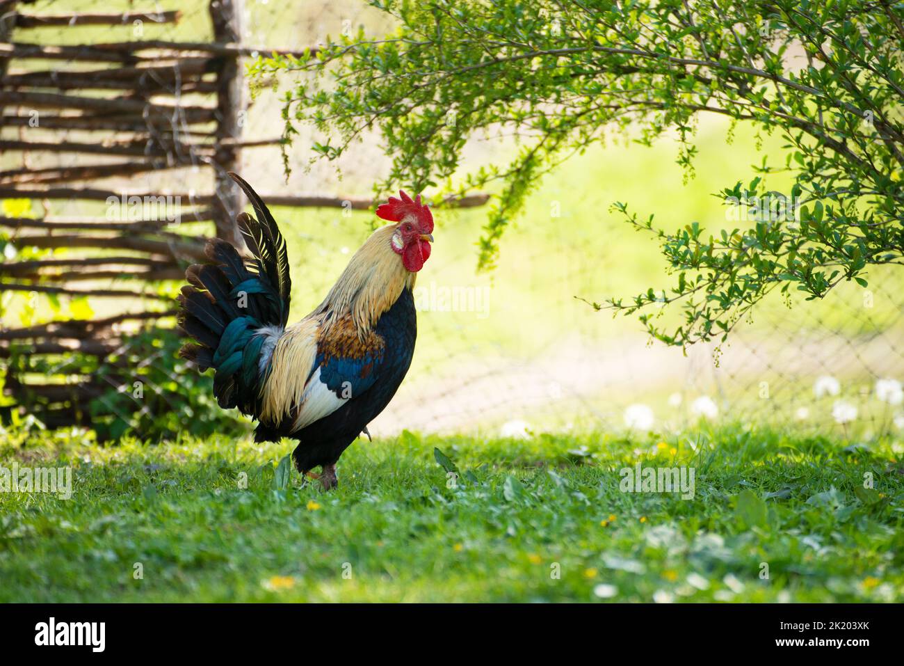 A cock grazing on green backyard grass Stock Photo