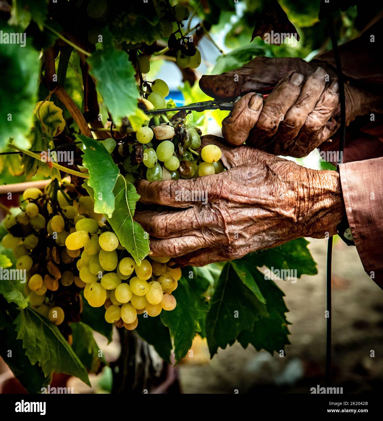 Handmade grape harvesting in Crete, Greece. Stock Photo