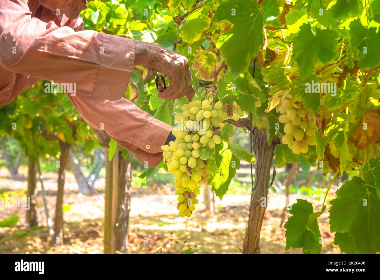 Handmade grape harvesting in Crete, Greece. Stock Photo