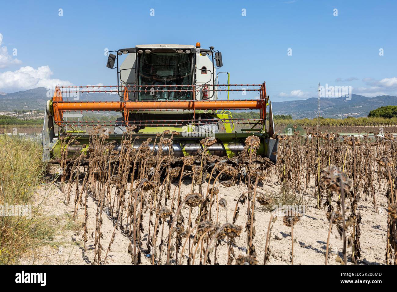 Harvesting machine harvesting sunflower field. Extracting sunflower