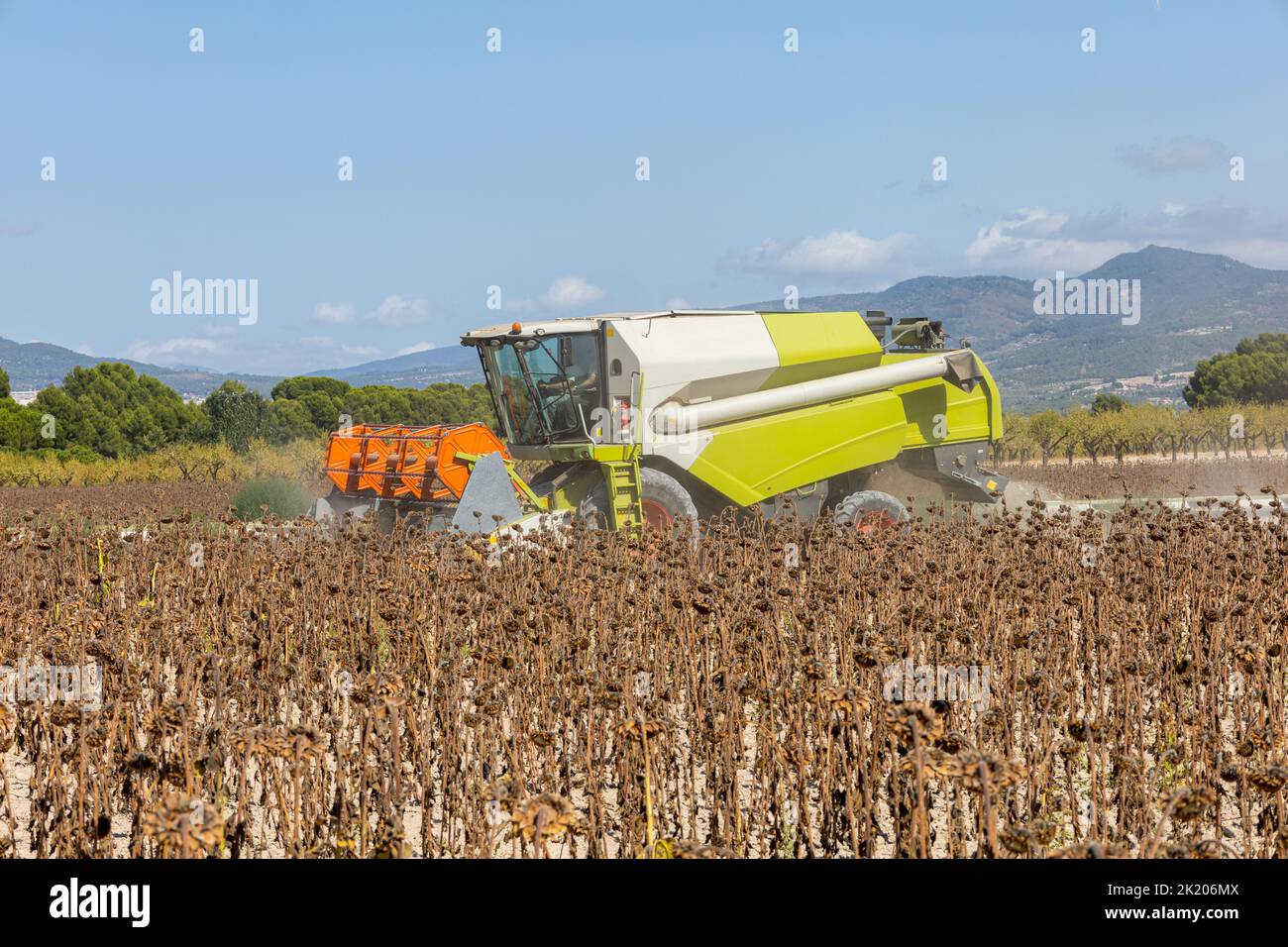 Harvesting machine harvesting sunflower field. Extracting sunflower