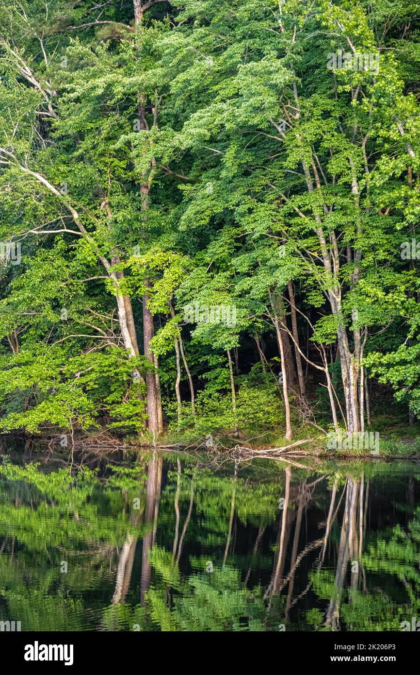 Shoreline trees reflecting in the still water of Stone Mountain Lake at