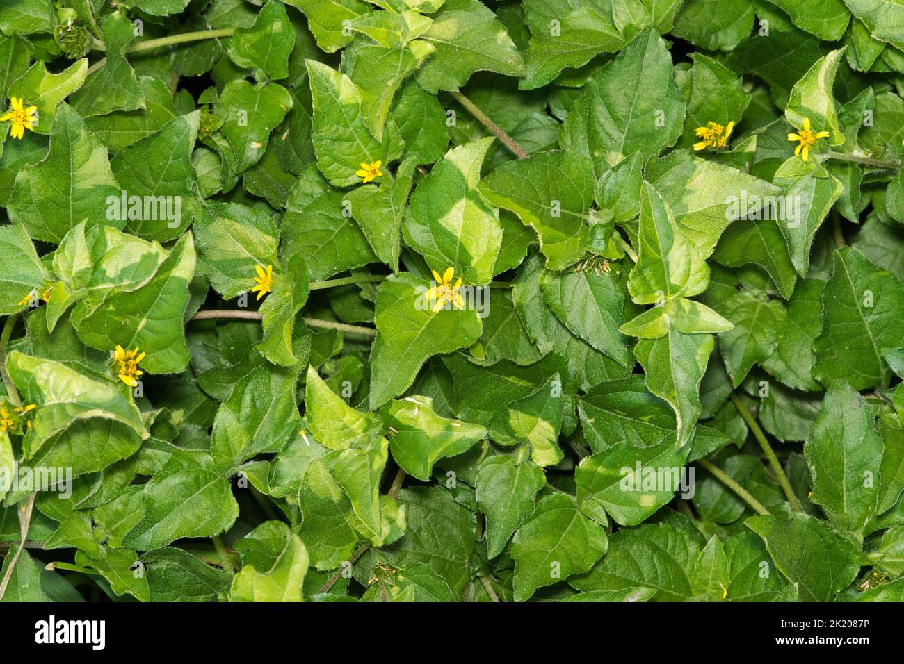 Straggler Daisy (Calyptocarpus vialis) weeds in a backyard, closeup directly above. Common ground cover plant found in the Southern USA. Stock Photo