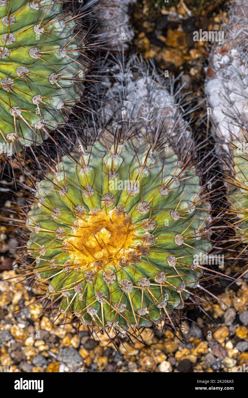 Habitus of Copiapoa haseltoniana Cactus Stock Photo